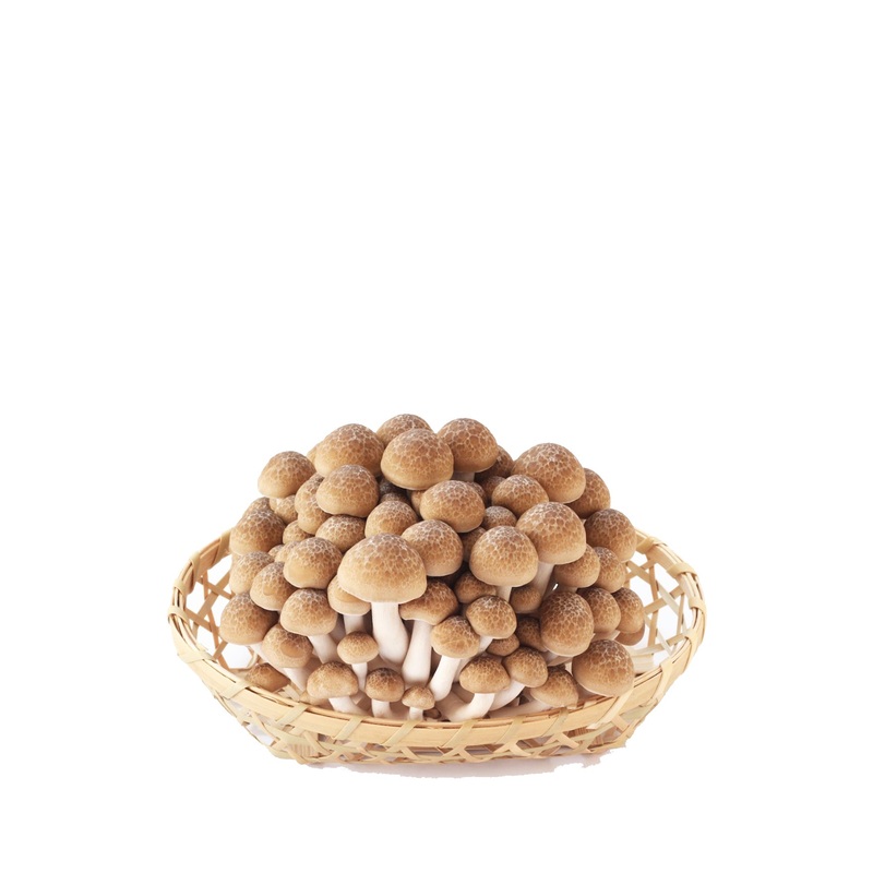 JAPAN BUNASHIMEJI MUSHROOM 100G